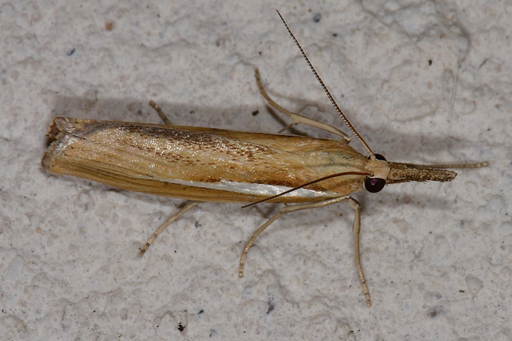 Agriphila cfr. selasella, Crambidae